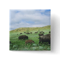 Herd of bison graze prairie grass at Theodore Pin
