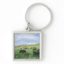 Herd of bison graze prairie grass at Theodore Key Chain
