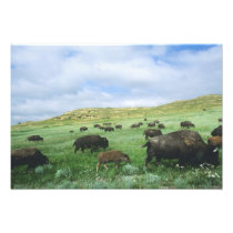 Herd of bison graze prairie grass at Theodore