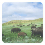 Herd of bison graze prairie grass at Theodore Sticker