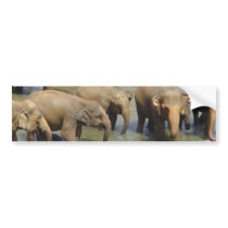 Herd of Elephants Bumper Sticker