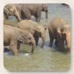 Herd of Elephants Cork Coasters