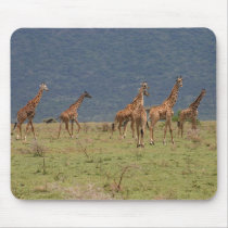 Herd of Giraffes mousepads