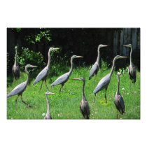 Herd of Heron ~ Photo