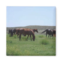 Herd of Horses - Logan County, Kansas magnets by jhimages Herd of Horses - Logan County, Kansas magnets