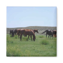 Herd of Horses - Logan County, Kansas magnets by jhimages Herd of Horses - Logan County, Kansas magnets