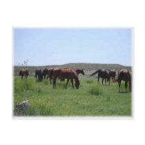 Herd of Horses - Logan County, Kansas postcards