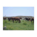 Herd of Horses - Logan County, Kansas postcards by jhimages Herd of Horses - Logan County, Kansas postcards