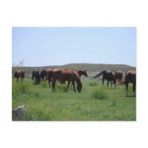 Herd of Horses - Logan County, Kansas postcards
