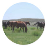 Herd of Horses - Logan County, Kansas Stickers