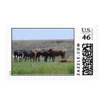 Herd of horses postage stamps by jhimages Herd of horses postage stamps