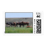 Herd of horses postage stamps