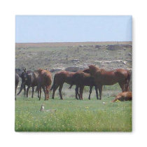 Herd of Horses & Prairie Dog - Logan County KS magnets