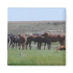Herd of Horses & Prairie Dog - Logan County KS magnets