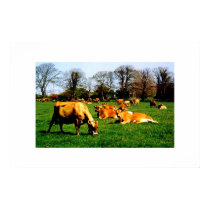 HERD OF JERSEY COWS posters