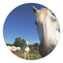 Herd of White Horses stickers by HorseLoversGifts Herd of White Horses stickers