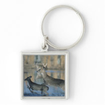 Herd of whitetail deer running through water keychain