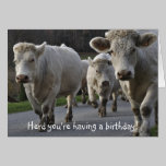 Herd you're having a birthday! cards
