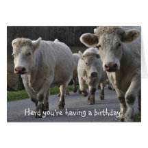 Herd you're having a birthday! greeting cards