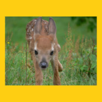 Here Comes Bambi Poster posters