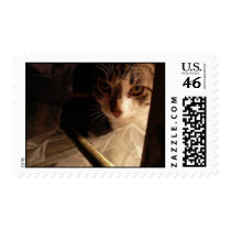 here kitty kitty postage