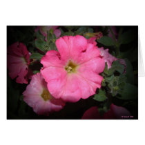 Here We Go Again Petunias cards