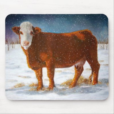 Hereford Cattle Paintings