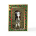 Hereford Calf Cow Blank Christmas Card