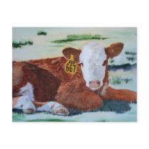 Hereford Calf postcards by mozache Hereford Calf postcards