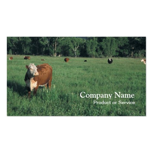 Hereford cattle business card (front side)
