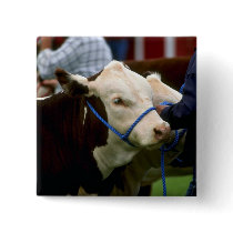 Hereford Cattle Pinback Buttons