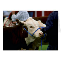 Hereford Cattle Greeting Cards