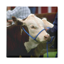 Hereford Cattle Magnet