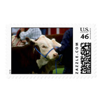 Hereford Cattle Postage