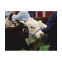 Hereford Cattle Post Card