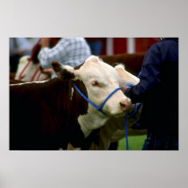 Hereford Cattle Print