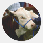 Hereford Cattle Round Sticker