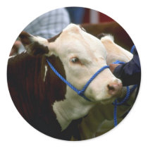 Hereford Cattle Round Sticker