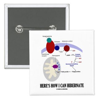 Here's How I Can Hibernate (Thermogenesis) Pinback Buttons