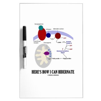 Here's How I Can Hibernate (Thermogenesis) Dry-Erase Whiteboards