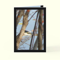 Here's Lookin at You cards by MoiraAshleigh Here's Lookin at You cards