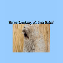 Here's Looking at You Babe! t-shirts by cheriperry Here's Looking at You Babe! t-shirts