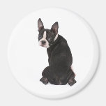 Here's Looking at You Boston Terrier Magnet