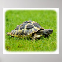 Hermans Tortoise 9W027D-069 Print