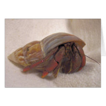 Hermit Crab #10 cards
