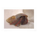 Hermit Crab #10 posters