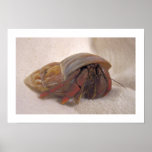 Hermit Crab #10 posters