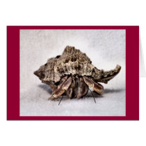 Hermit crab #1 cards