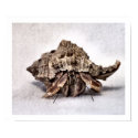 Hermit crab #1 posters