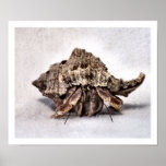 Hermit crab #1 print